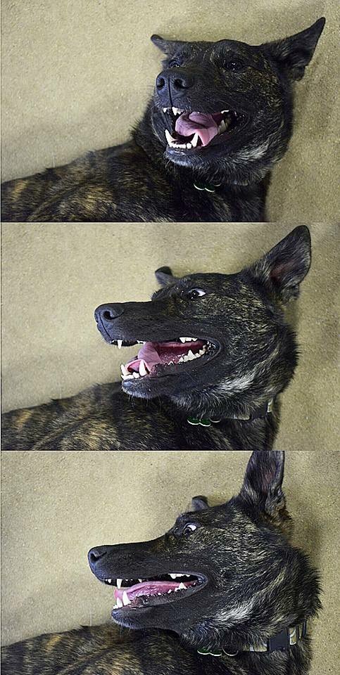 IndigenousXca's tweet image. Chelsea said I can tweet whatever I want so here it goes: 
these are my dog-daughters, Cedar &amp;amp; Willow. #rezdogs #lovesofmylife ❤️❤️