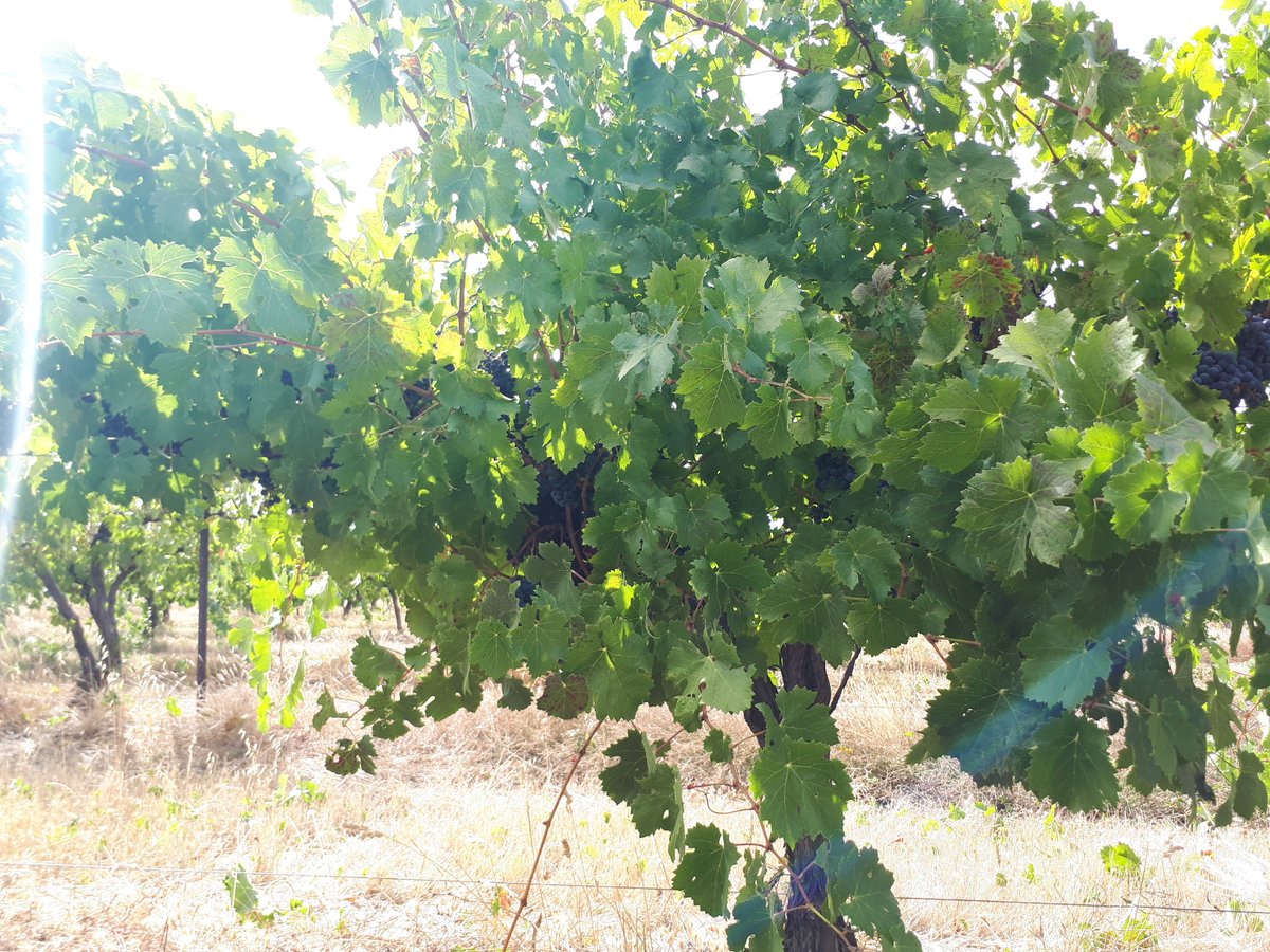 section 5 merlotminutes before harvest. 50 years old. dry grown. looking great. new wine? section 5 merlot???