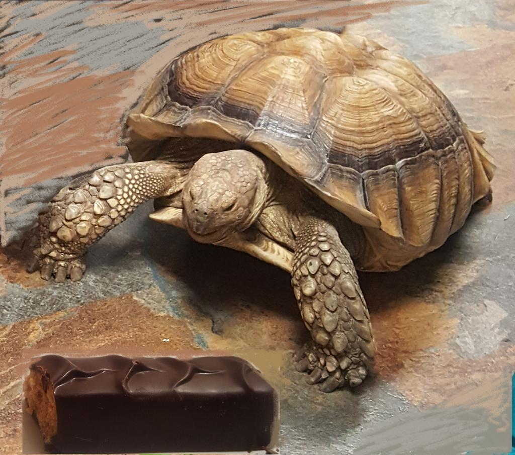 wildandaliveorg's tweet photo. After 200 years I've finally found my raison d'etre. #rawchocolate #veganglutenfree #paleochocolate #sproutednuts #yum https://t.co/xyWXyc4ddX