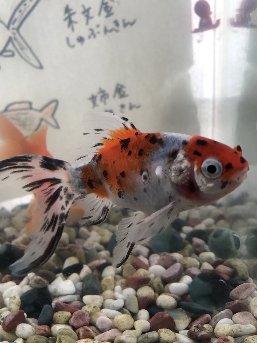 金魚すきすきぶるんぶるん Twitterissa こっちも追星 追いかけられる方だけどなぁ 金魚すきすきぶるんぶるん Twitterissa こっちも追星 追いかけられる方だけどなぁ