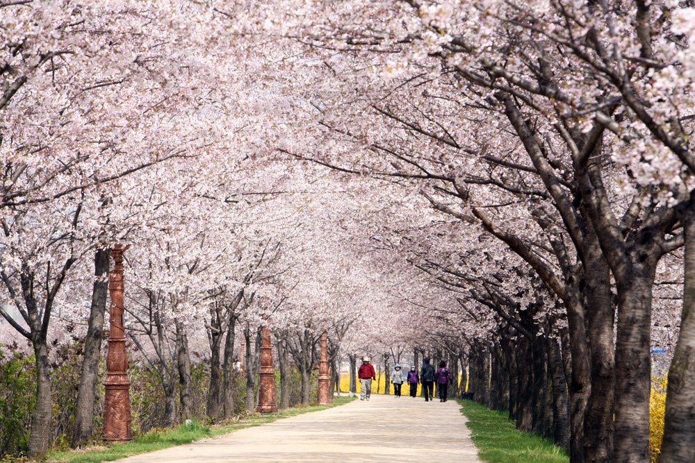 Blossom сайт. Сеул Сакура. Сеул цветение Сакуры. Сакура тропа. Spring in the Seoul Road.