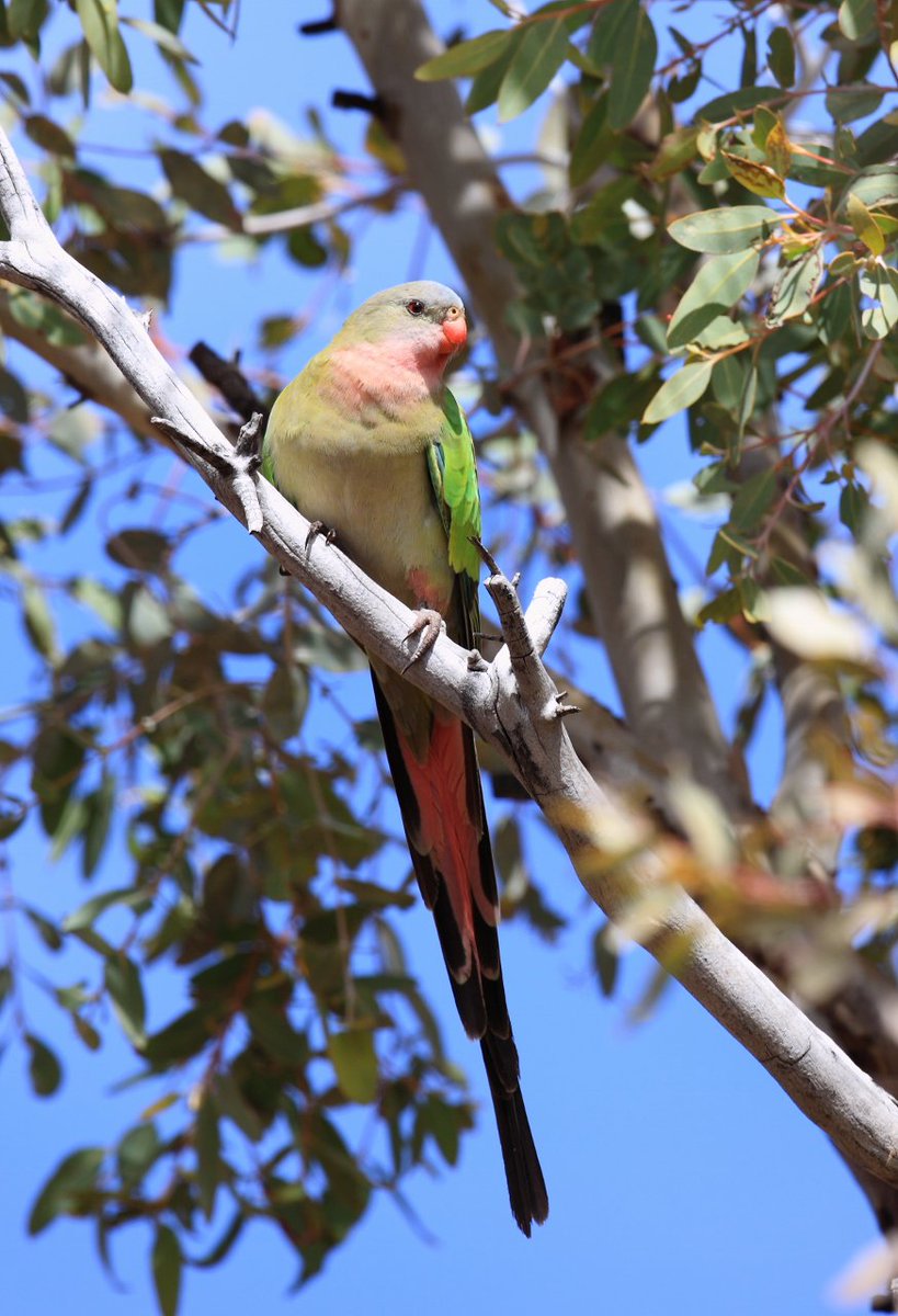 BirdlifeOz's tweet photo. Our #FridayFeature bird is the #PrincessParrot. Named in honour of Princess Alexandra of Denmark, who later married the Prince of Wales Edward VII & eventually became the Queen of England. You'll find these birds in the harsh deserts of Central Australia.
Image: Andrew Silcocks. https://t.co/3SaOjSgEoc