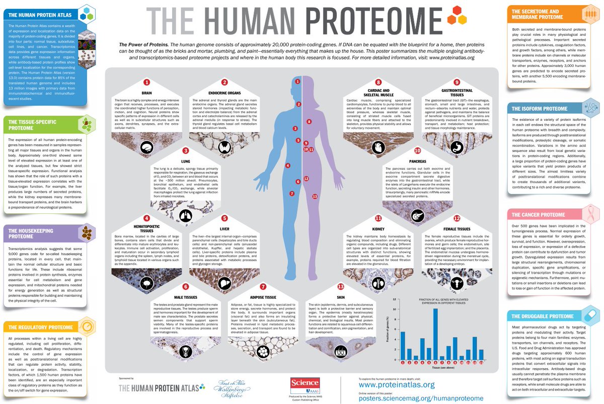 SVT_BCPST's tweet photo. Le protéome humain : un beau poster de @sciencemagazine à imprimer pour nos salles de sciences. Le pdf (https://t.co/R7wplbbWFF) est cliquable et renvoie vers le très riche Human Protein Atlas : https://t.co/Z7tp1OMJAu https://t.co/39GUE5iIeR