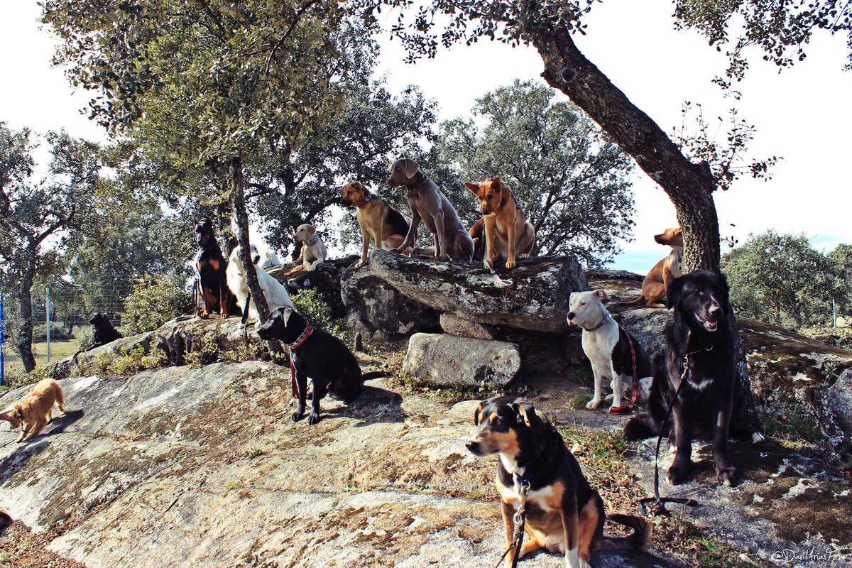 Escuela FP Canina tweet media
