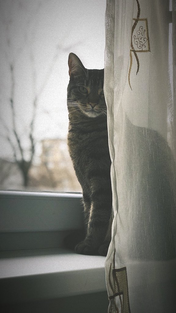 anndra_tudor's tweet photo. Photo of the day :) 
#iphoneX #beautifulkitty #lovely https://t.co/6CLgoguGJH