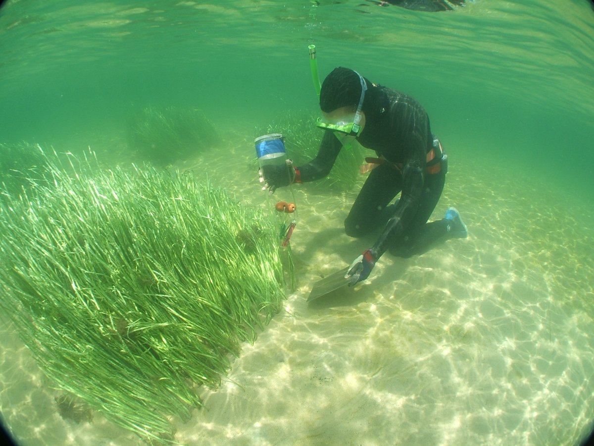 Fantastic #PhD opportunity on #seagrass #restoration led by <a href="/DrCraigSherman/">Craig Sherman</a>, sponsored by <a href="/MelbourneWater/">Melbourne Water</a> and <a href="/Deakin/">Deakin University</a>, and involving <a href="/BlueCarbonLab/">Blue Carbon Lab</a> <a href="/MonashUni/">Monash University</a> <a href="/Emma_seagrass/">Emma Jackson</a>.

Full #scholarship and generous conditions

dropbox.com/sh/1pra4go030e…