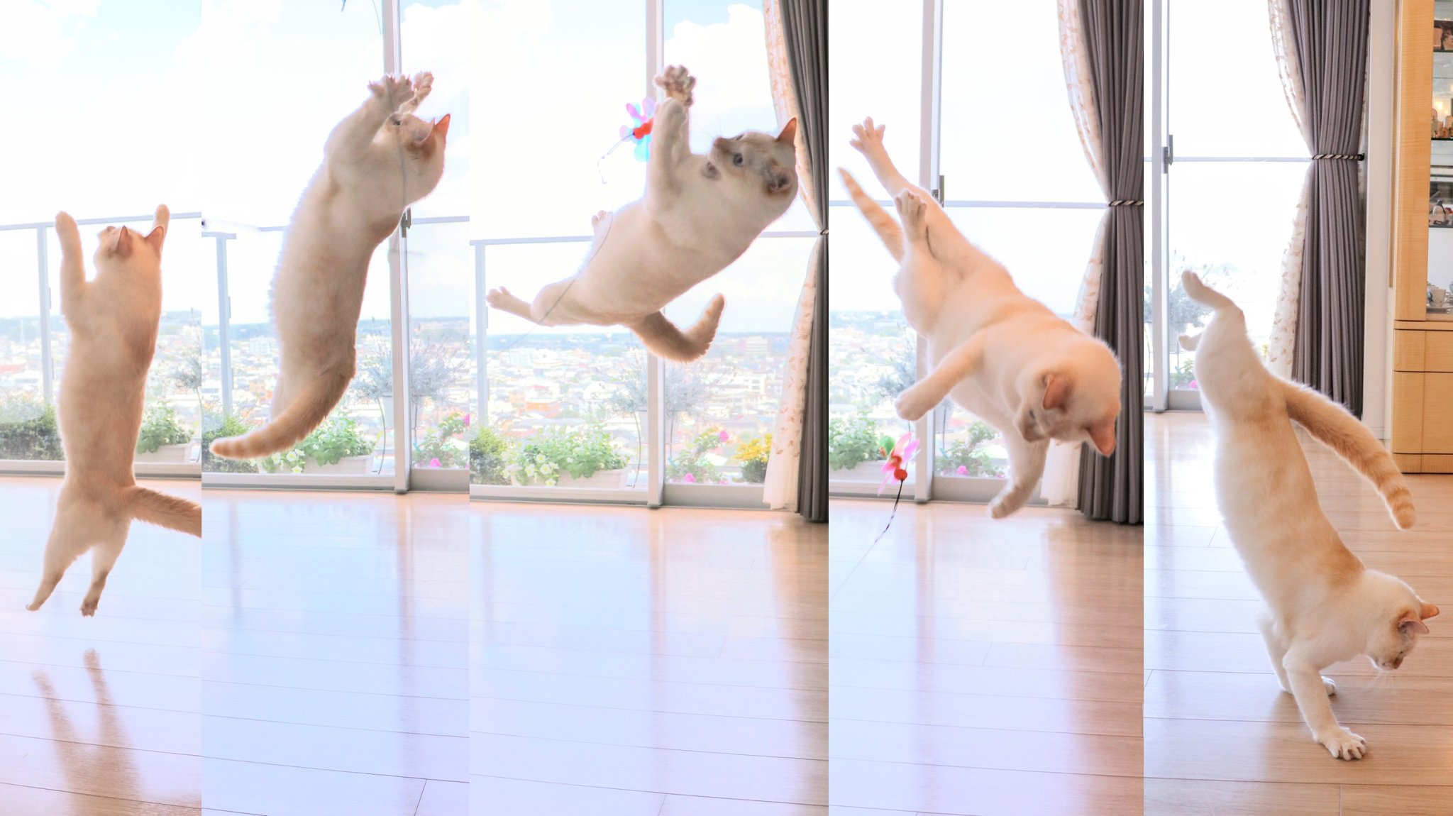 忍者猫チャコたん すず香 うちの猫のバク宙ジャンプ を連続分解してみたら ニャンコ先生みたいだった ニャンパラリン キャット空中三回転 いなかっぺ大将 ニャンコ先生 猫好きさんと繋がりたい 写真好きさんと繋がりたい チャコ