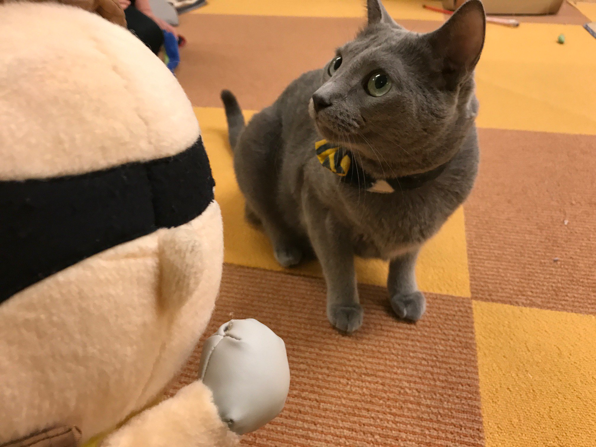猫まるカフェeast Twitter Search Twitter