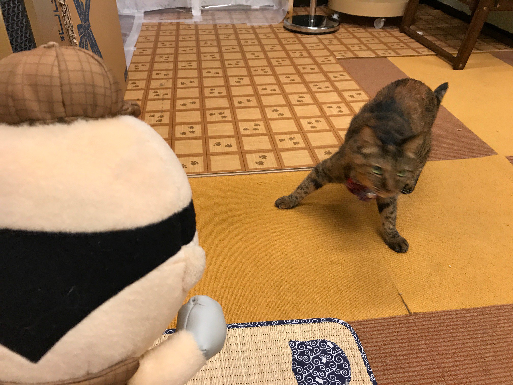 猫まるカフェeast Twitter Search Twitter