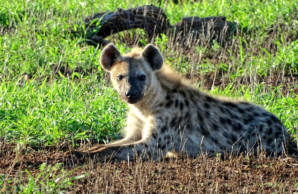 are hyenas more like dogs or cats