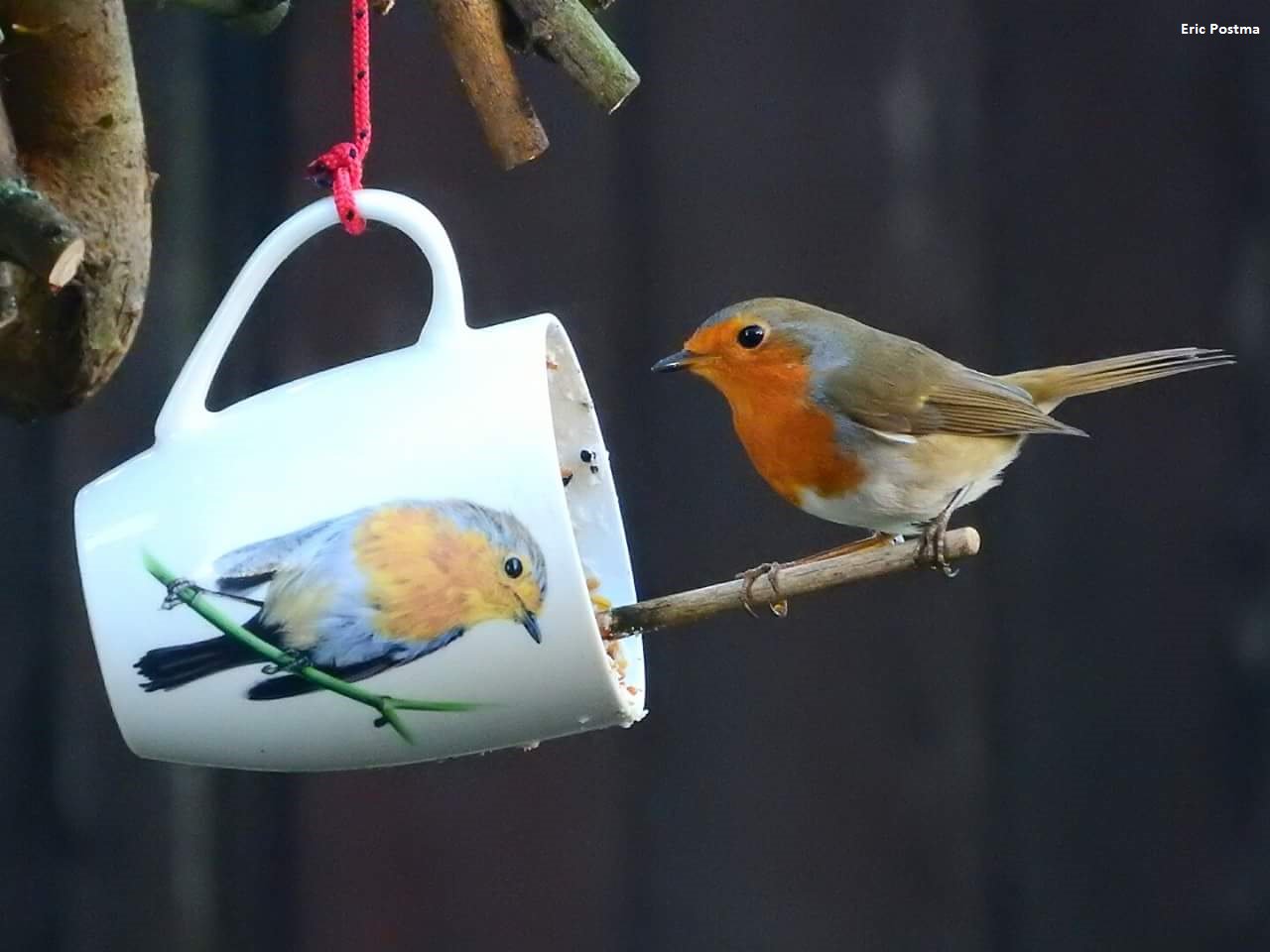 ONWAAR Overlappen huwelijk Vogelbescherming NL on Twitter: "Die roodborst heeft het helemaal door! 👍  #doewatvoorvogels Wil je zelf zo'n leuk kopje met vogelvoer maken? Kijk dan  hier voor het recept: https://t.co/aNC31SZlM9 😀 https://t.co/TQZDDYY10p" /  Twitter