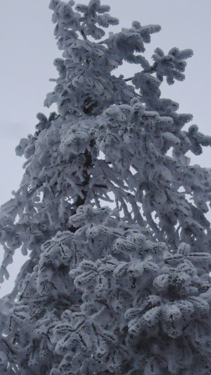 himal_eco's tweet photo. Winter in the Himalayas of Nepal be like #Allsnow #Himalayas #Nepal #Trees #Photography https://t.co/ZagsUbuGx5