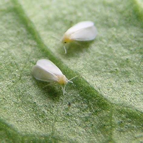 IndustryARC's tweet photo. #Nanotechnology Viewed as Key for Agricultural Efforts to Make #BioPesticides More Effective in an EcoFriendly Manner https://t.co/59uW8mXMKF https://t.co/DZAZR2gyB8