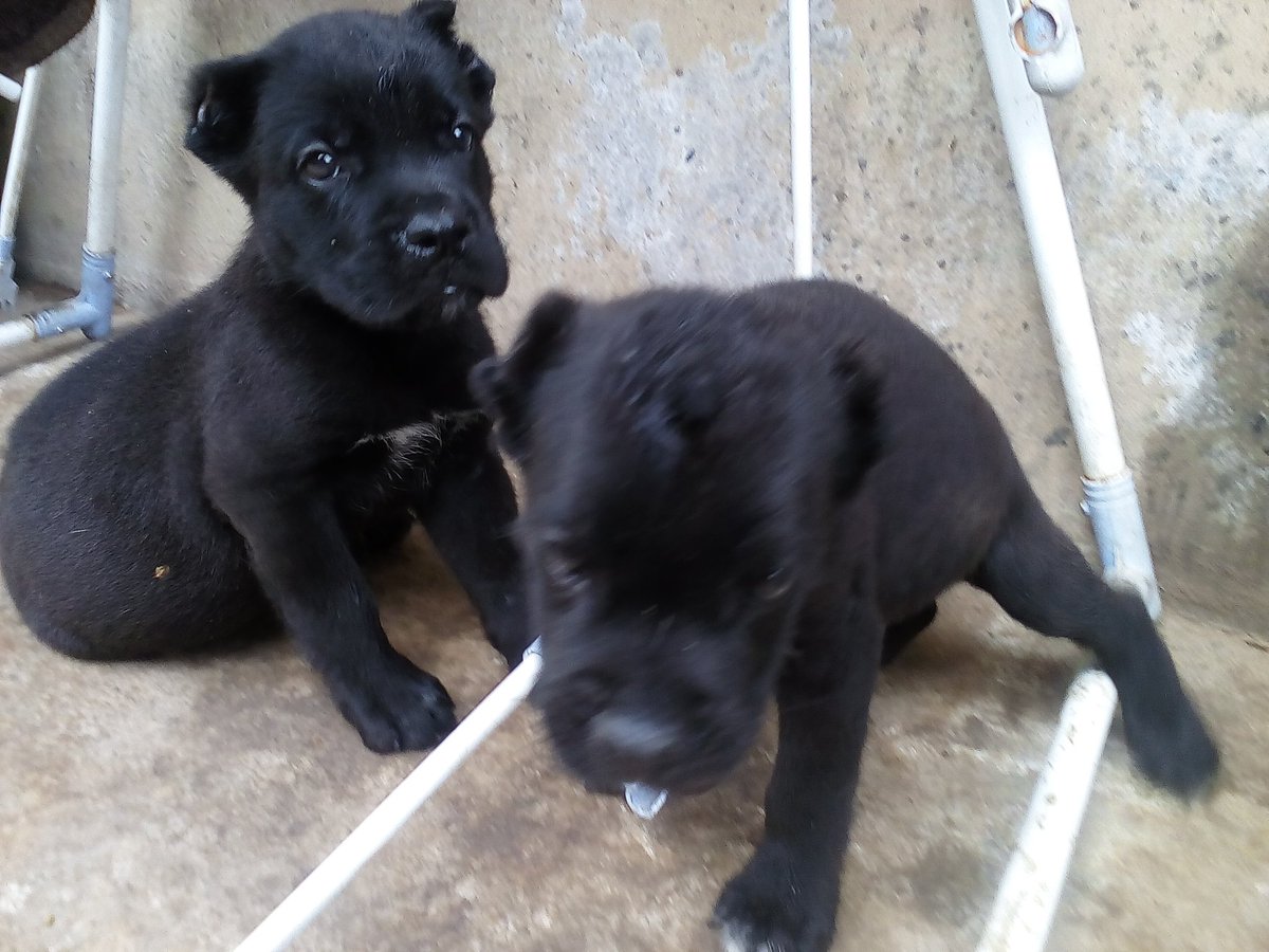 WilDeji's tweet photo. 7 weeks old today. Awon TailLords/YBNL terrorists...
#CaneCorso #SuperGuards
#DogsOfTwitter https://t.co/WJ9fn4mL6S