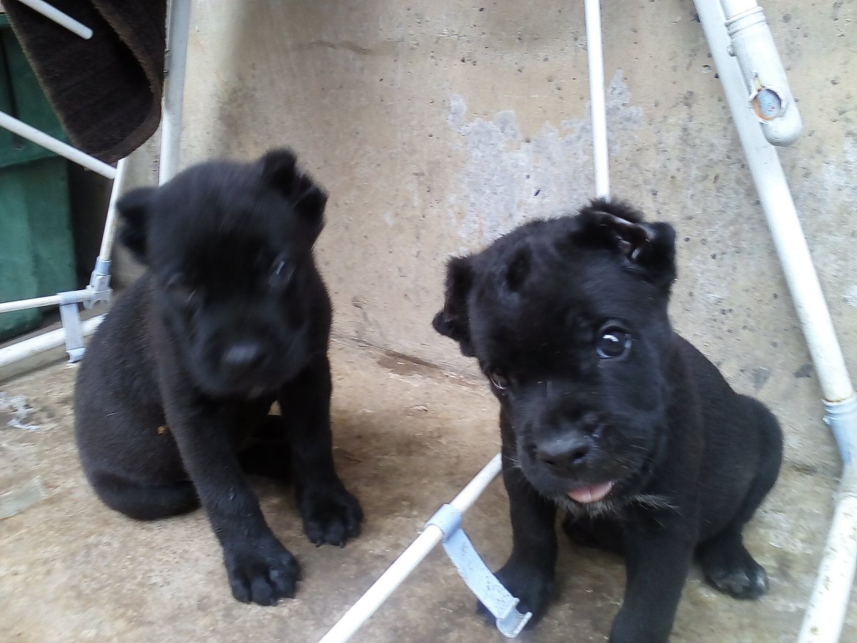 WilDeji's tweet photo. 7 weeks old today. Awon TailLords/YBNL terrorists...
#CaneCorso #SuperGuards
#DogsOfTwitter https://t.co/WJ9fn4mL6S
