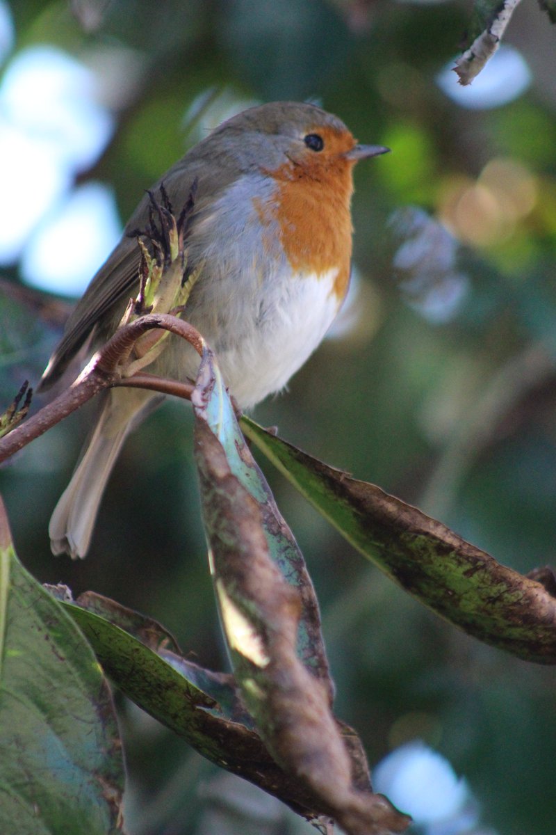 Frommoortosea's tweet photo. #Robin #birdphotography https://t.co/tVzmuAd7Gz