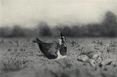 R. B. Lodge's photo of a lapwing incubating its eggs, taken in spring 1895. Thought to be the first photograph of a wild bird.