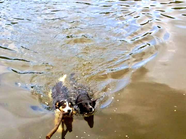 JackawawaC's tweet photo. "Come on dad, let's do some synchronised swimming with a stick &amp; make mom laugh!"😄

#dogsarelove #dogsoftwitter 🐾 #AnimalLove #animallovers #naturelovers #fetch #doglove #FridayFeeling #BorderCollies 💕 https://t.co/XaisXNQbog