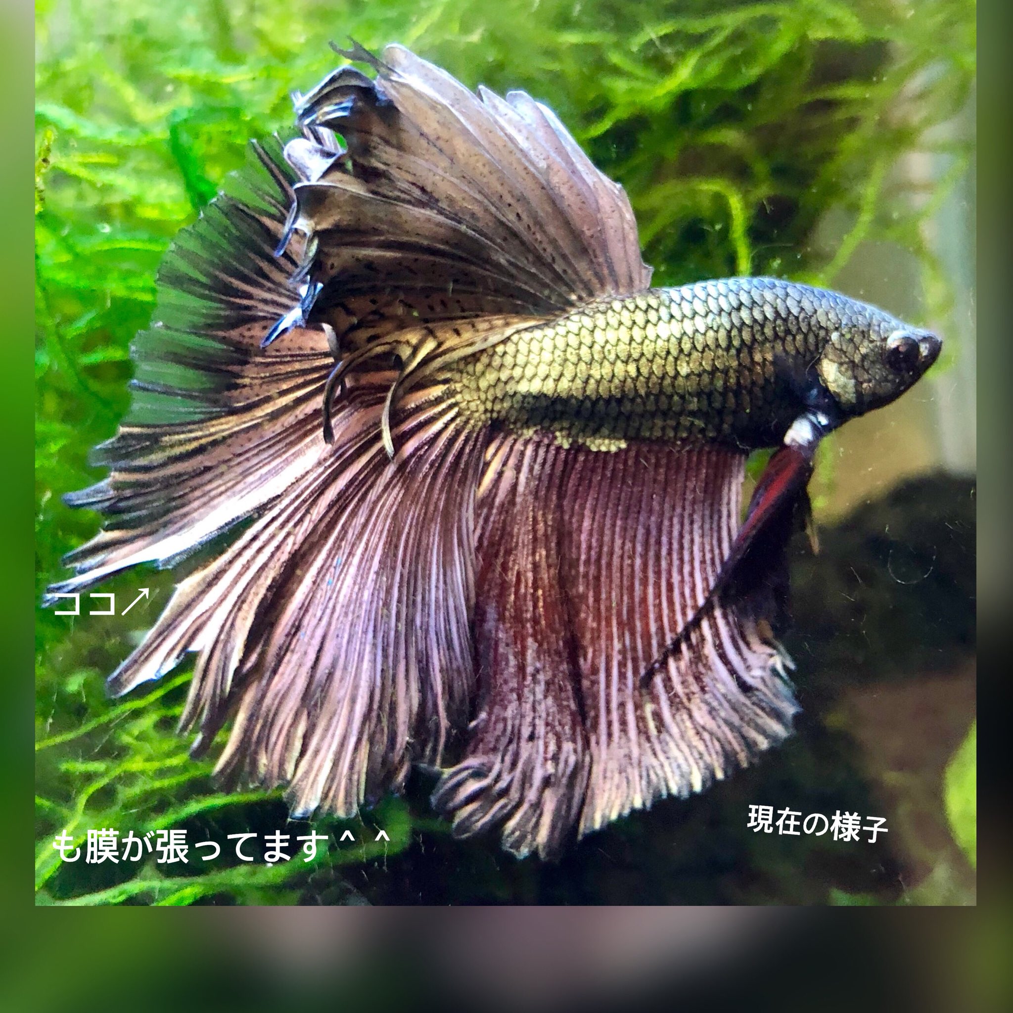 Munima 5 3muniq大阪 11月にうちに来たハーフムーンベタさん 原因不明でヒレ がパサパサ 尾腐れ病ではなくスパッと裂ける になっていたのですがゴハンを増やしてからみるみる再生しました みんなに当てはまらないかもしれないけど お困りの方の参考になれ Munima 5 3muniq大阪 11月にうちに来たハーフムーンベタさん 原因不明でヒレ がパサパサ 尾腐れ病ではなくスパッと裂ける になっていたのですがゴハンを増やしてからみるみる再生しました みんなに当てはまらないかもしれないけど お困りの方の参考になれ