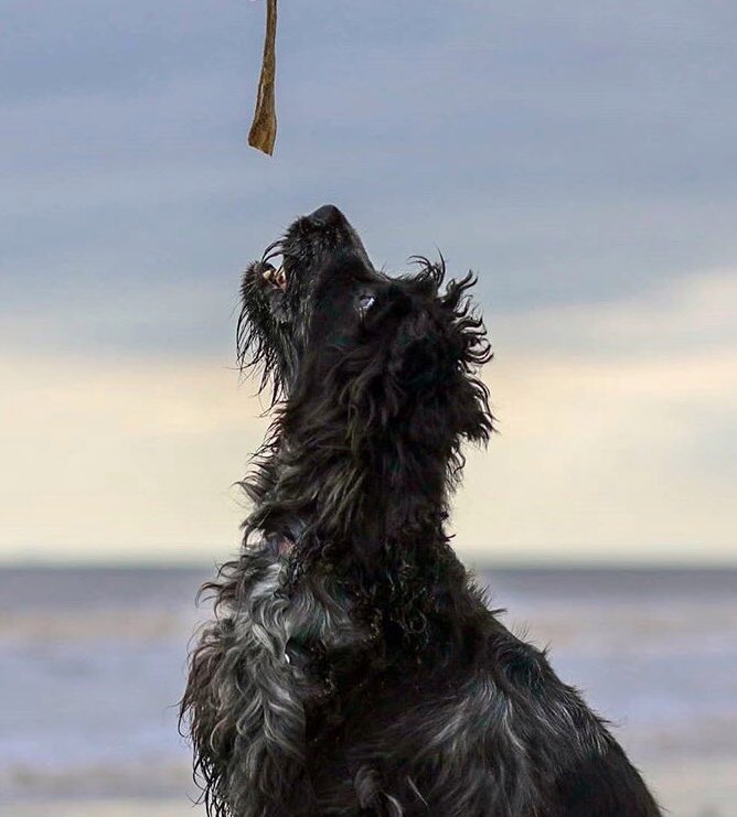 Our treats got a great review from Maya and Lucia from <a href="/WoofWagWalk/">WoofWagWalk</a> 🐟☺️ Have a read of their blog:

woofwagwalk.co.uk/armstrongs-twi…