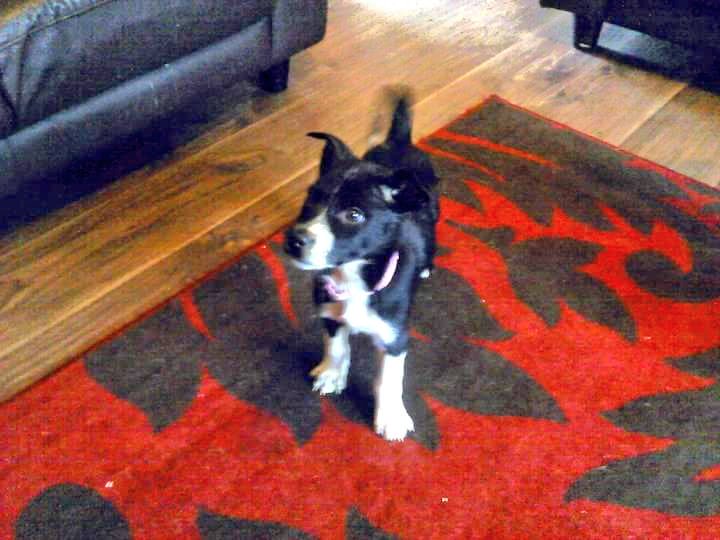 JackawawaC's tweet photo. My little #furbabies. All grown up now.💙🐾💚🐾💜🐾 

#dogsarelove #DogsAreFamily #RescueDogs #animallover #dogsarelove #HappyWeekend #AdoptADog #adoptlove #AdoptDontBuy #bestfriends https://t.co/nI3fAugALr