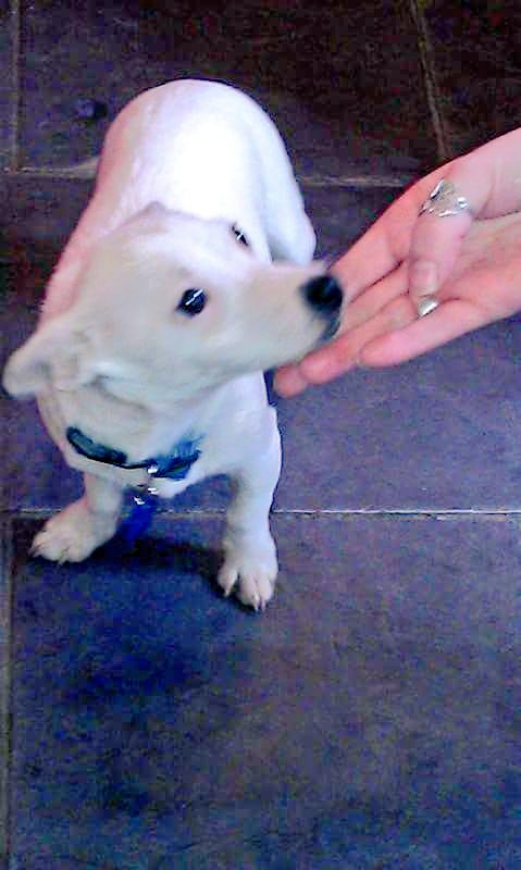 JackawawaC's tweet photo. My little #furbabies. All grown up now.💙🐾💚🐾💜🐾 

#dogsarelove #DogsAreFamily #RescueDogs #animallover #dogsarelove #HappyWeekend #AdoptADog #adoptlove #AdoptDontBuy #bestfriends https://t.co/nI3fAugALr