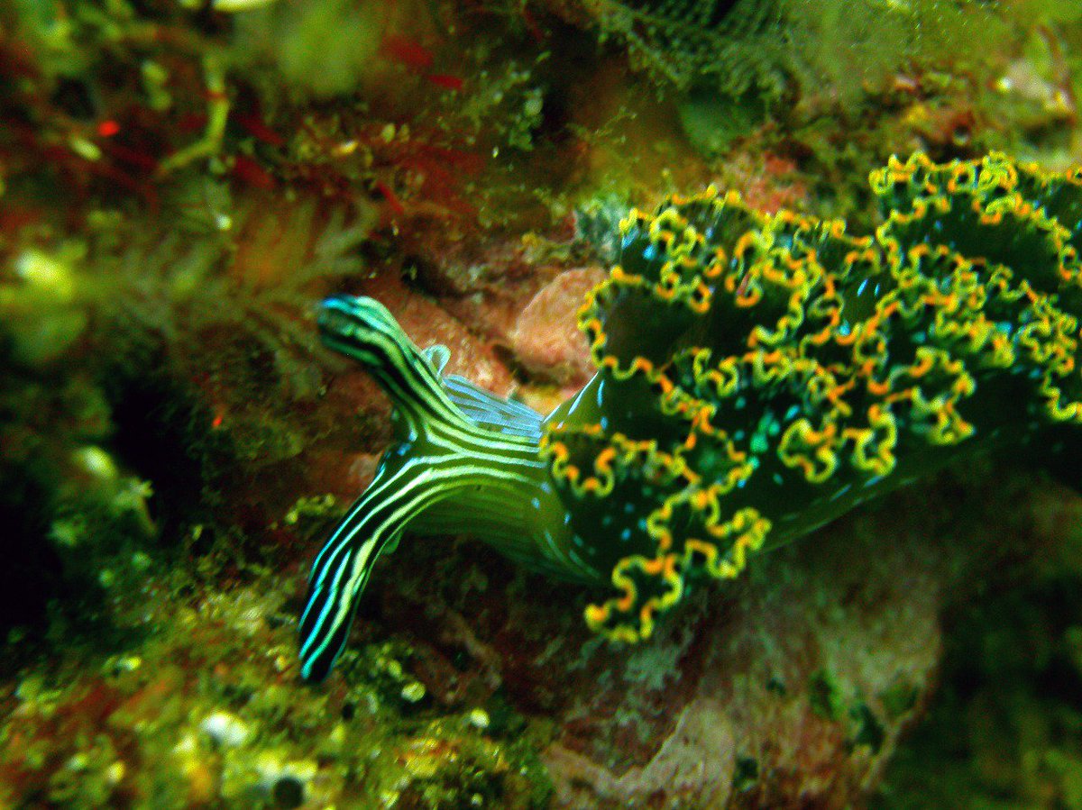 These guys are awesome!

#rockdivers #nudibranch #scuba #Costarica #playadelcoco