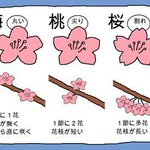 桜、梅、桃の花…違いは？今日から違いがわかるかも♪