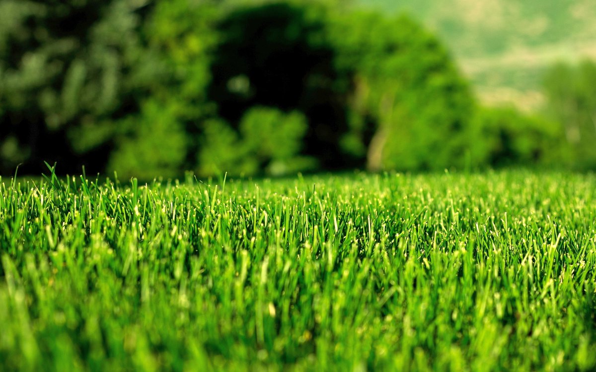 StewartGarden's tweet photo. In dry days don't forget that your lawns need mowing again. https://t.co/8TvY3IitpY https://t.co/LbaNNIquF0