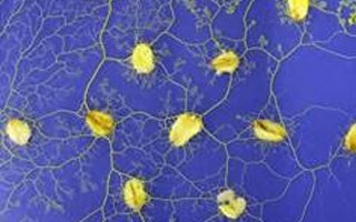 Faculty of Science (@warwick_science) on Twitter photo Have you ever seen living slime mould? Drop by the <a href="/warwickuni/">University of Warwick</a> stand at today's #BigBangFair where you can learn all about this oat-eating organism! bit.ly/2Inl6Ut Have you ever seen living slime mould? Drop by the <a href="/warwickuni/">University of Warwick</a> stand at today's #BigBangFair where you can learn all about this oat-eating organism! bit.ly/2Inl6Ut