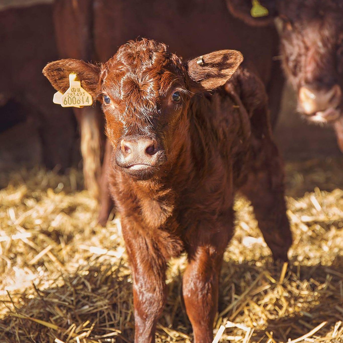 Calving is well under way here at Rectory Farm, 9 bull calves and 2 heifer calves - the girls have got some catching up to do! #calving18 #calving #farm365 #rubyreddevons #oxfordshire #countryside #teambeef