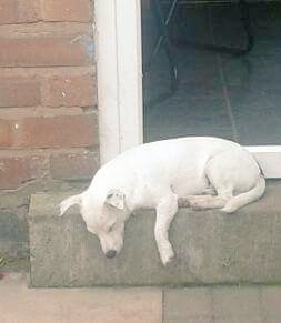 JackawawaC's tweet photo. "I so absolutely exhausted mom"  😴

#cutedogs #workinghard #NationalNapDay #dogsarelove #animallover #keepsmiling #HappyWeekend #jackawawa #JackRussellTerrier 💙 💜 💙 💜 https://t.co/VpSDNMPkbD