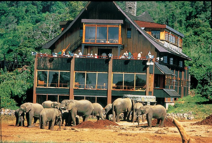 daydreamsafaris's tweet photo. Tree top hotel in Aberdares National Park, have a 5 Days 4 nights safari, Aberdares, Masai Mara national reserve. 
https://t.co/mRZcdiQFk2 
Email: info@daydreamsafari.com 
Phone/WhatsApp: +254 715946852 
#Safari #Travel @kenyadirect @luxury__travel @overtheoceantra https://t.co/LuVEX4VOJ1