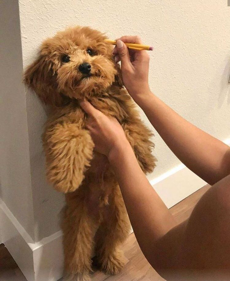 Don't wanna grow up, wanna be a puppie forever ❤️😍🐶

#dogs #dog #fur #clothes #mammal #cockapoo #goldendoodle #mammals #gol #furs #crossbreed #breed #LoveYourPetDay #LoveIsLoveEveryDay #puppy #puppylove #puppydoe  #veganism #vegan #ADOPT #AdoptDontShop #adorable