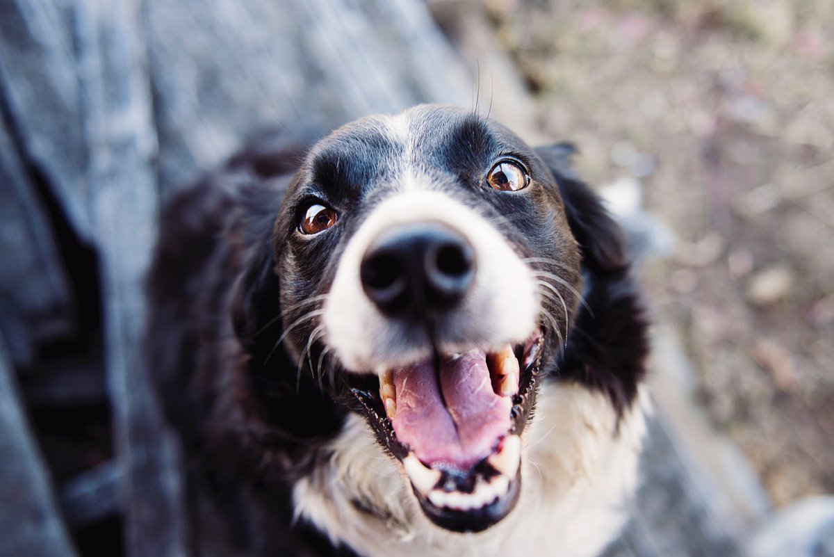 woofmap tweet picture