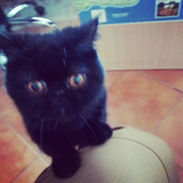 bglifesu's tweet photo. I don't know the name, but i love this #kitty #cat #cute #beautifull #eyes https://t.co/rNrgS2JlIY