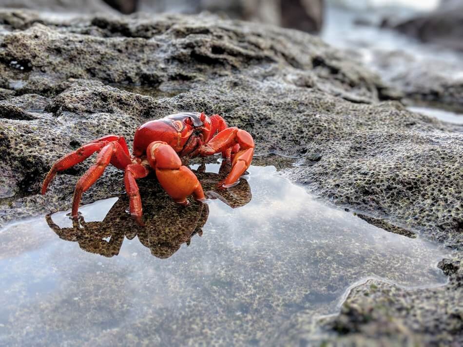 Крабы на берегу моря