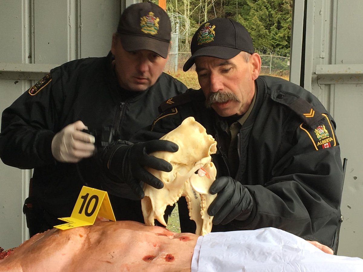 Predator attack training in Chilliwack this week helps BC and Alberta conservation officers get there man - or bear - or cougar <a href="/GlobalBC/">Global BC</a>