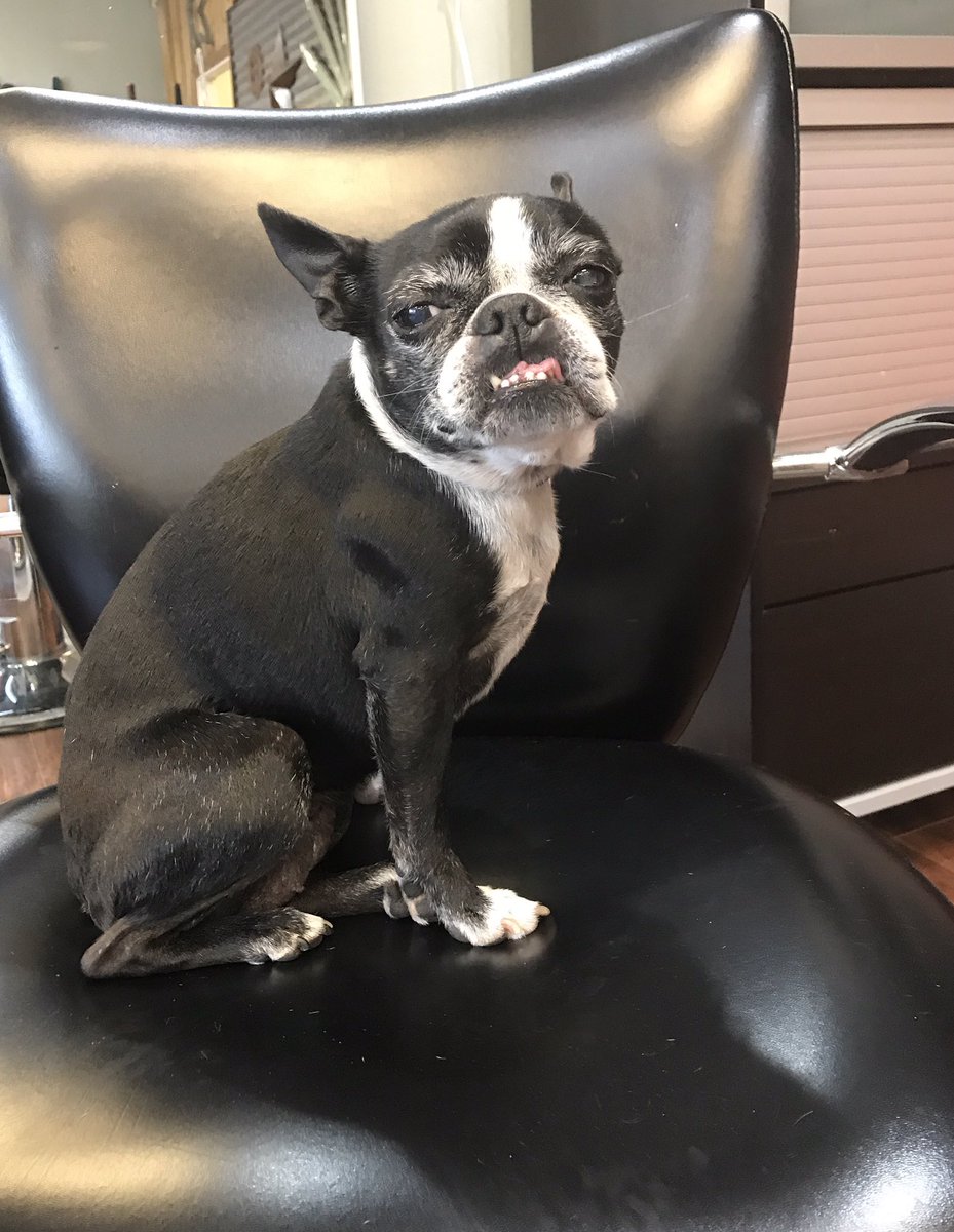 LAJbiz's tweet photo. Taquito (left) and Ned (right). Since I don't have puppies of my own, these two fugly (so fugly they're cute) #SalonDogs will suffice for #NationalPuppyDay 😂😳🤣 https://t.co/hytSeiV9aY