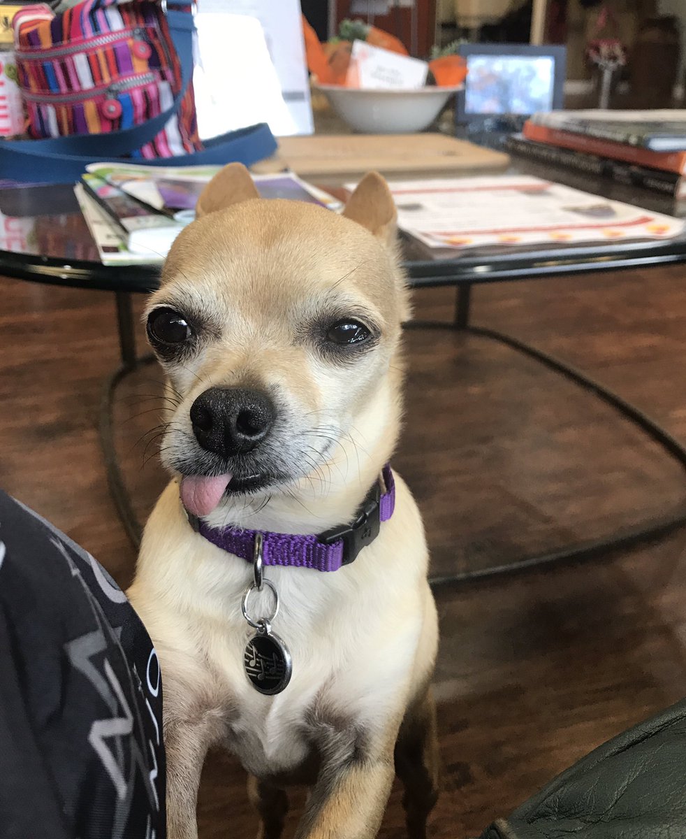 LAJbiz's tweet photo. Taquito (left) and Ned (right). Since I don't have puppies of my own, these two fugly (so fugly they're cute) #SalonDogs will suffice for #NationalPuppyDay 😂😳🤣 https://t.co/hytSeiV9aY