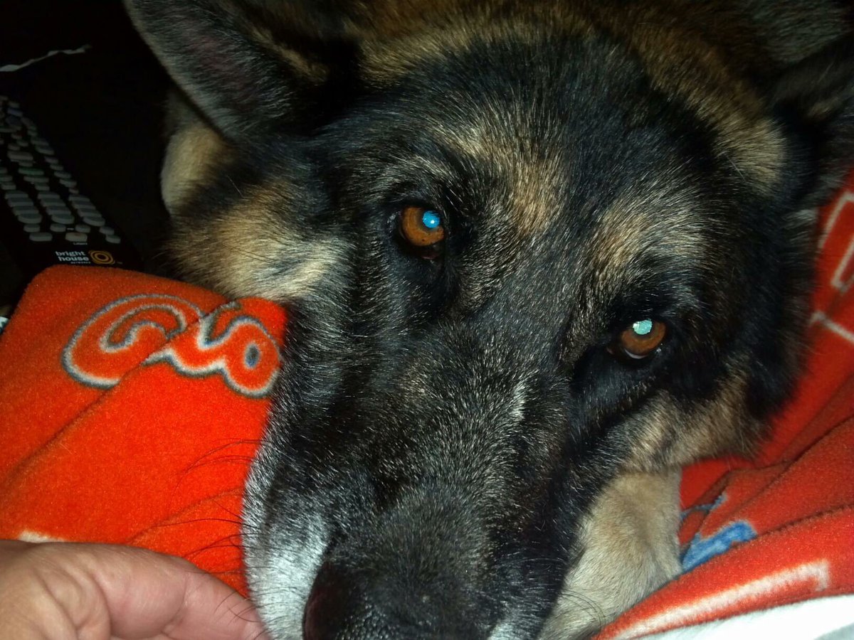 LoriMoffet's tweet photo. Missing my girl today ๐ญ##RIPGretchen #TwoYearsWithoutYou ๐ช https://t.co/6p7QbLMPNC