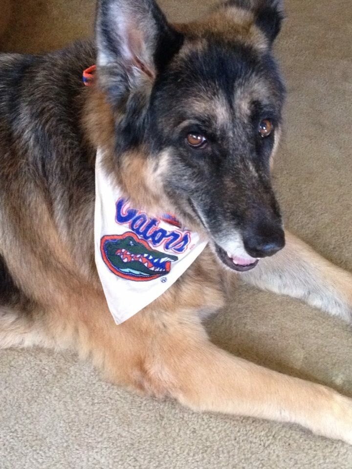 LoriMoffet's tweet photo. Missing my girl today ๐ญ##RIPGretchen #TwoYearsWithoutYou ๐ช https://t.co/6p7QbLMPNC