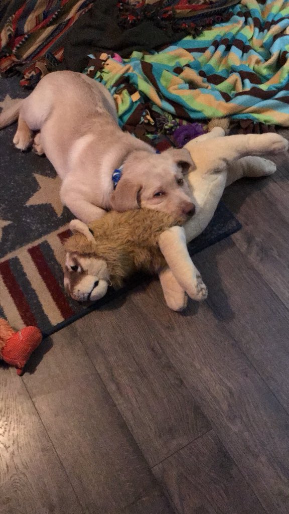 lexr11's tweet photo. Happy #NationalPuppyDay to my favorite two pups!💕 https://t.co/JHwodddzVi
