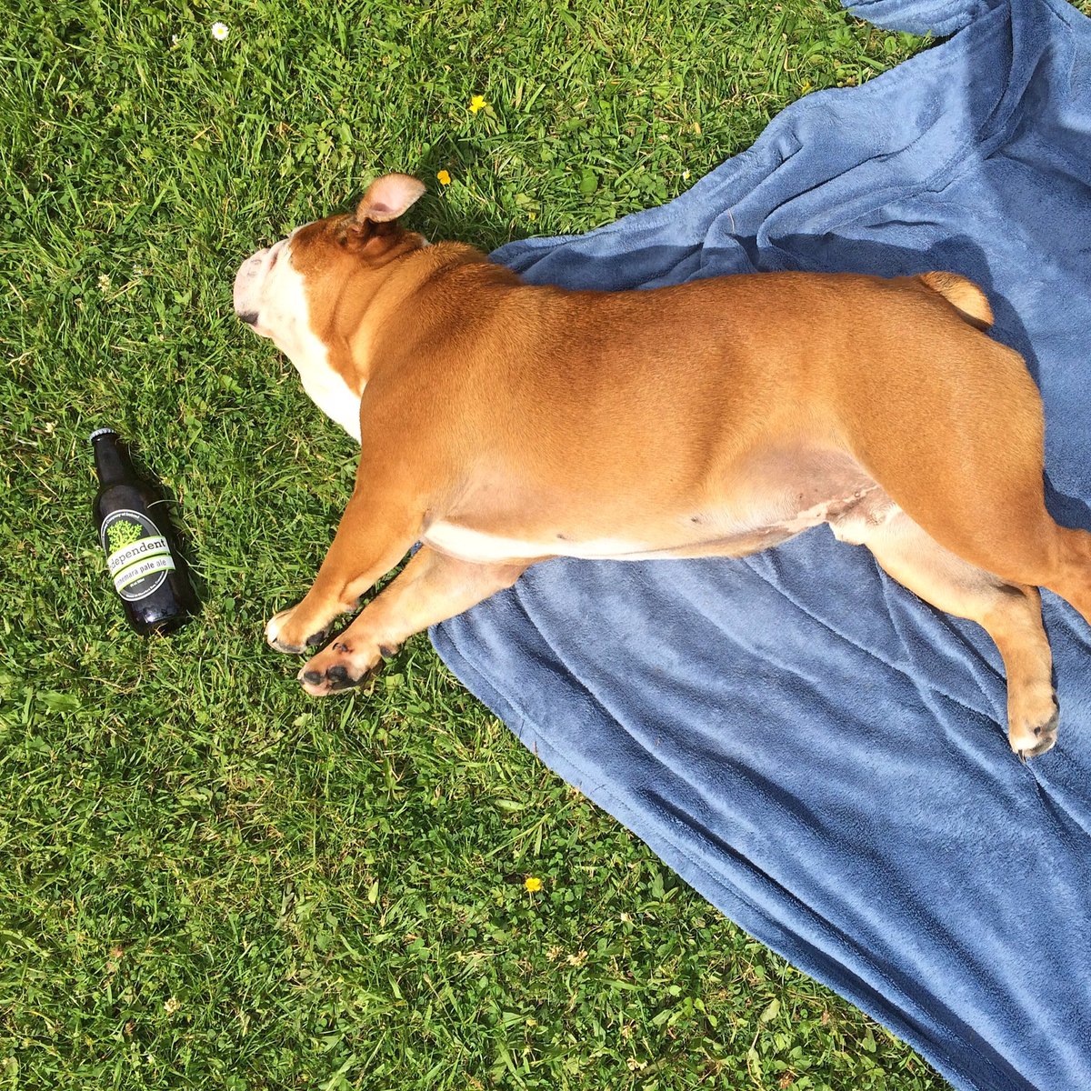 Heard it was #nationalpuppyday so here's a shot of our favourite puppy doing his favourite activity. #beoirchonamara #brewerydog