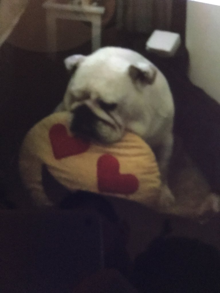 collectibulldog's tweet photo. #SuperFollow #follospree https://t.co/3li0adsWmh