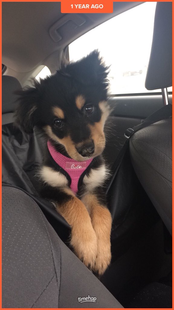 lanielynn26's tweet photo. @dog_rates  https://t.co/QLXx7PzxCl