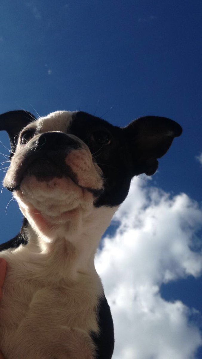 avvii_'s tweet photo. It’s #NationalPuppyDay so y’all already know I have to show off my good boy. 💞 https://t.co/J5basQrdOg