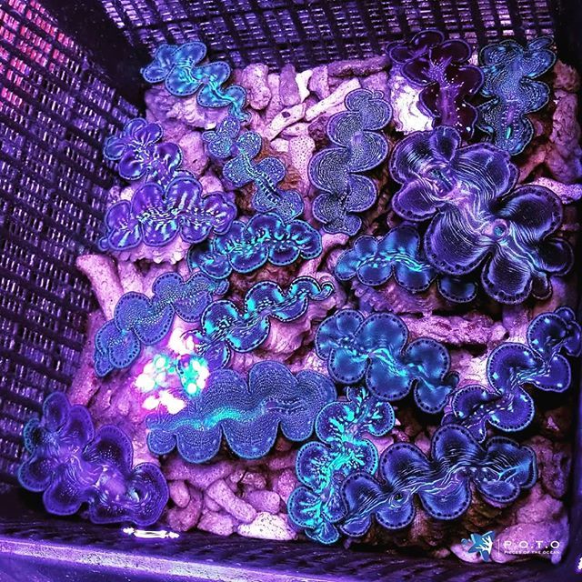 PotoFish's tweet photo. Happy Friday! #clams #tridacnids #tridacna #maximaclam #reefporn #coralporn #reefaquarium #reefhobby #reefaholic #underwaterlife #underwater #reeftank #reef2reef #reefbuilder #coralfrags #allmymoneygoestocorals https://t.co/E3285dHR7X https://t.co/d21Cc2WoKx