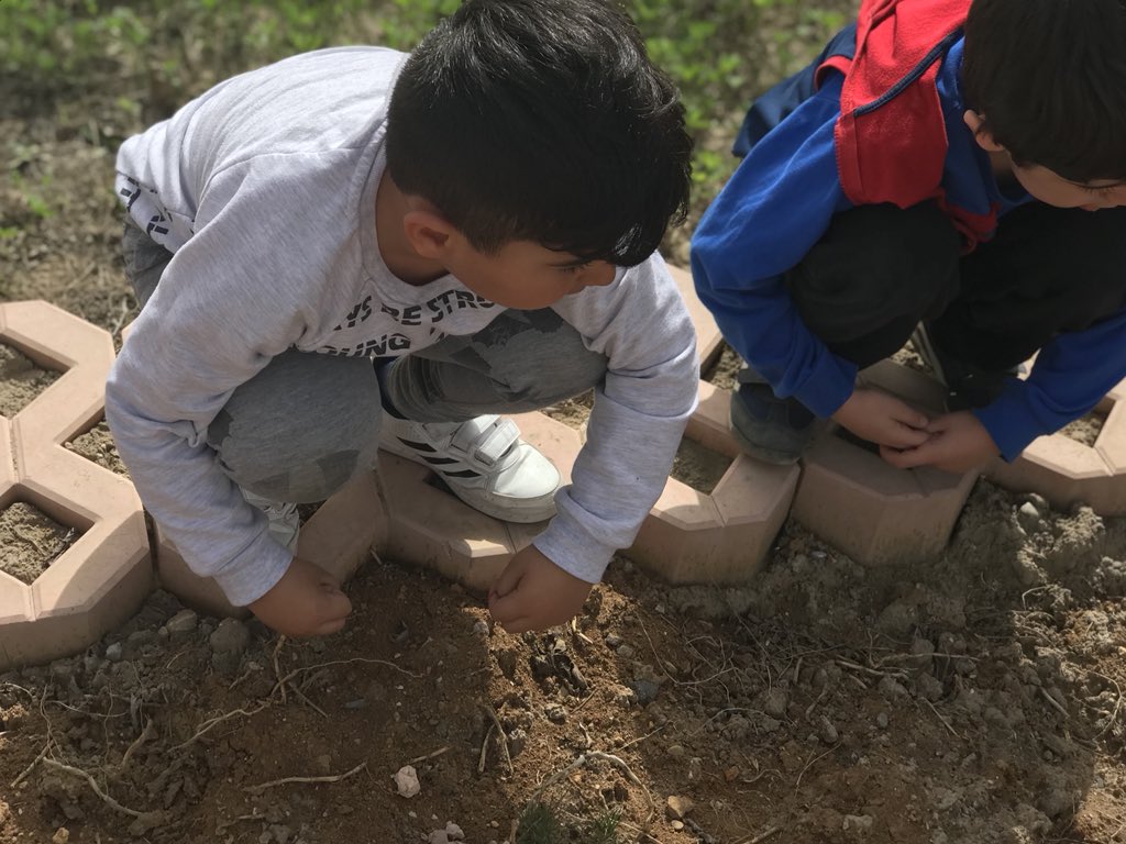 Ektiğimiz çilek ve lalerimize baktık büyüyorlar ☺️<a href="/TugbaAbanoz/">Dr. Tuğba ABANOZ</a> <a href="/nameuca/">Nağme UCA AŞAM</a> <a href="/tlnkilic/">Tülin KILIÇ YURDAKUL</a> <a href="/Ekmen80/">Ömer EKMEN</a>