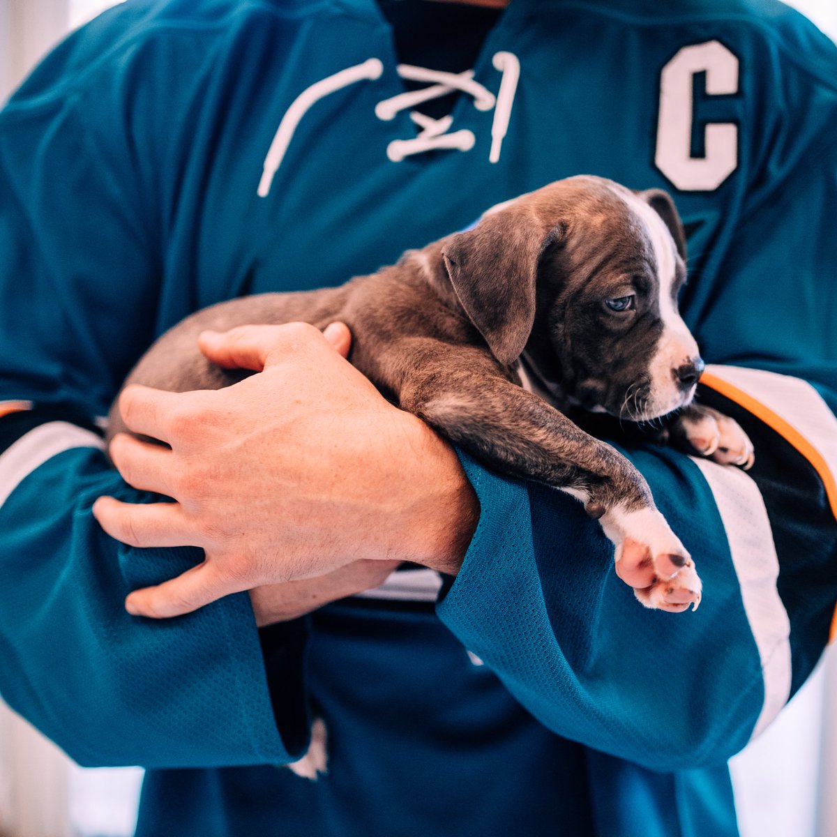 sjbarracuda's tweet photo. Take a break and enjoy some 🐶 photos for #NationalPuppyDay https://t.co/KmXVqbjowB